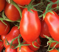 Italian Roma Tomato Seeds 100+ Count, Determinate Variety for Garden, Perfect for Sauce (Solanum lycopersicum)