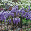 Exotic Chinese Wisteria Seeds - 10 Pack - Blooming Vine - Wisteria sinensis