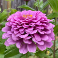 Zinnia Seeds - Giant Purple Flower, Non-GMO Pollinator, 2025 - Zinnia elegans