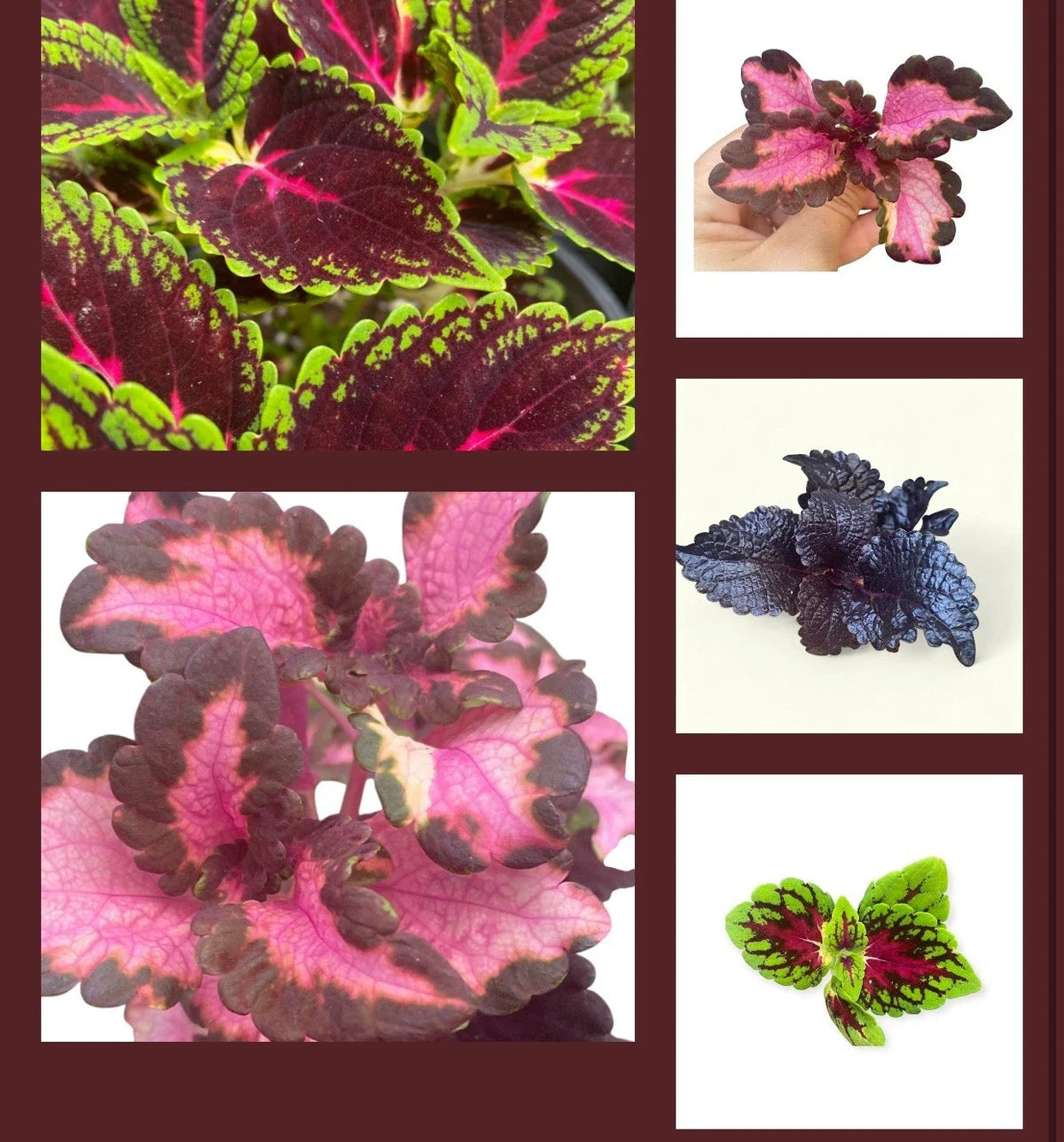Coleus Rooted Cuttings Set of 10 Varieties - Colorful Live Plants for Coleus Lovers (Solenostemon scutellarioides)