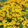 Goldsturm Rudbeckia Seeds - 200+ Pack for Garden Planting - Black-Eyed Susan (Rudbeckia hirta) - USA