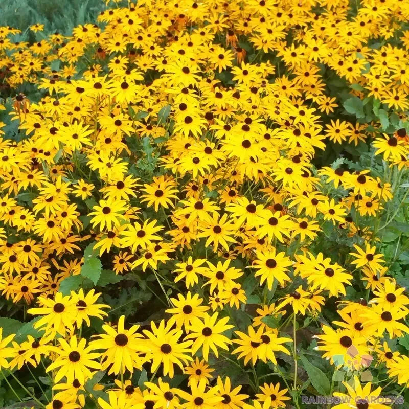Goldsturm Rudbeckia Seeds - 200+ Pack for Garden Planting - Black-Eyed Susan (Rudbeckia hirta) - USA