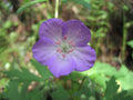 Wild Geranium Bare Root 15 ct. - Geranium maculatum - Native Perennial Flower for Gardens