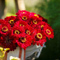 Zinnia Seeds 200 Count - Meteor Burgundy/Red Flowers for Pollinators & Butterflies, Non-GMO