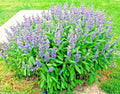 Organic Kitchen Sage Seeds - 200+ Culinary Broadleaf Herb for Container Gardening - Salvia officinalis