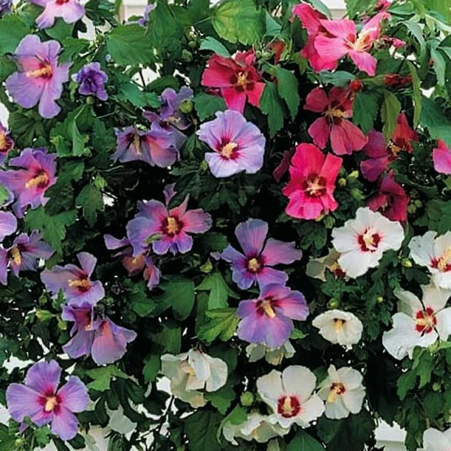 Hibiscus Cuttings - Unrooted Hardy Hibiscus - Assorted Colors - Hibiscus Syriacus - 10 Pieces