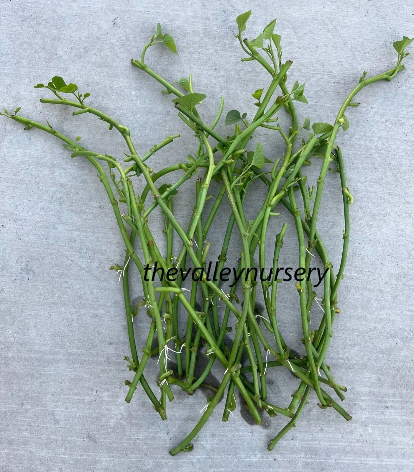 Sweet Potato Slips - 10 Fresh Rooted Cutting Vines - Ipomoea batatas