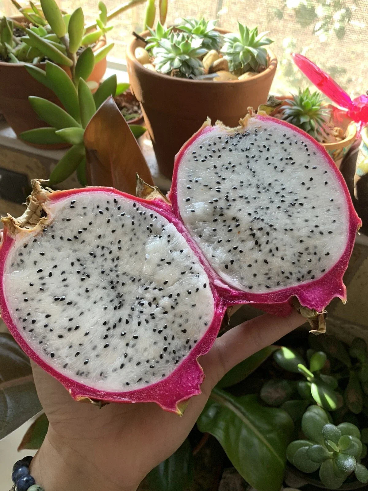 50 White Dragon Fruit Seeds - Pitaya Pitahaya - Hylocereus Undatus - Rare Cactus for Home Garden