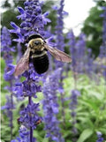 Hyssop Seeds - 200+ Medicinal & Culinary Herb - Hyssopus officinalis