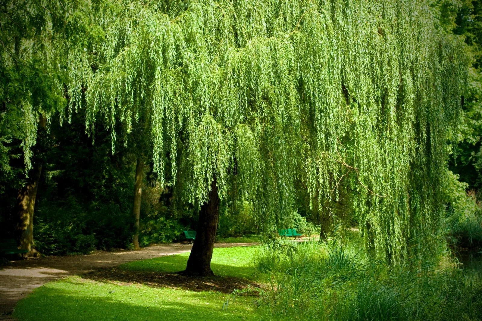 Weeping Willow Tree Cuttings 12 Unrooted 6-8" White Salix babylonica