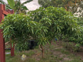 Mango Scion Grafting Cuttings - 3 Rosigold Bud Wood for Grafting - Tropical Fruit Trees - Mangifera indica
