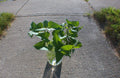 10 Okinawan Sweet Potato Cuttings - 6" Slips for Summer Garden - Ipomoea batatas
