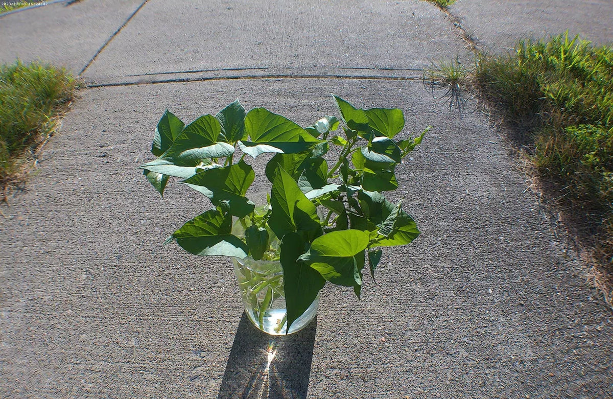 10 Okinawan Sweet Potato Cuttings - 6" Slips for Summer Garden - Ipomoea batatas