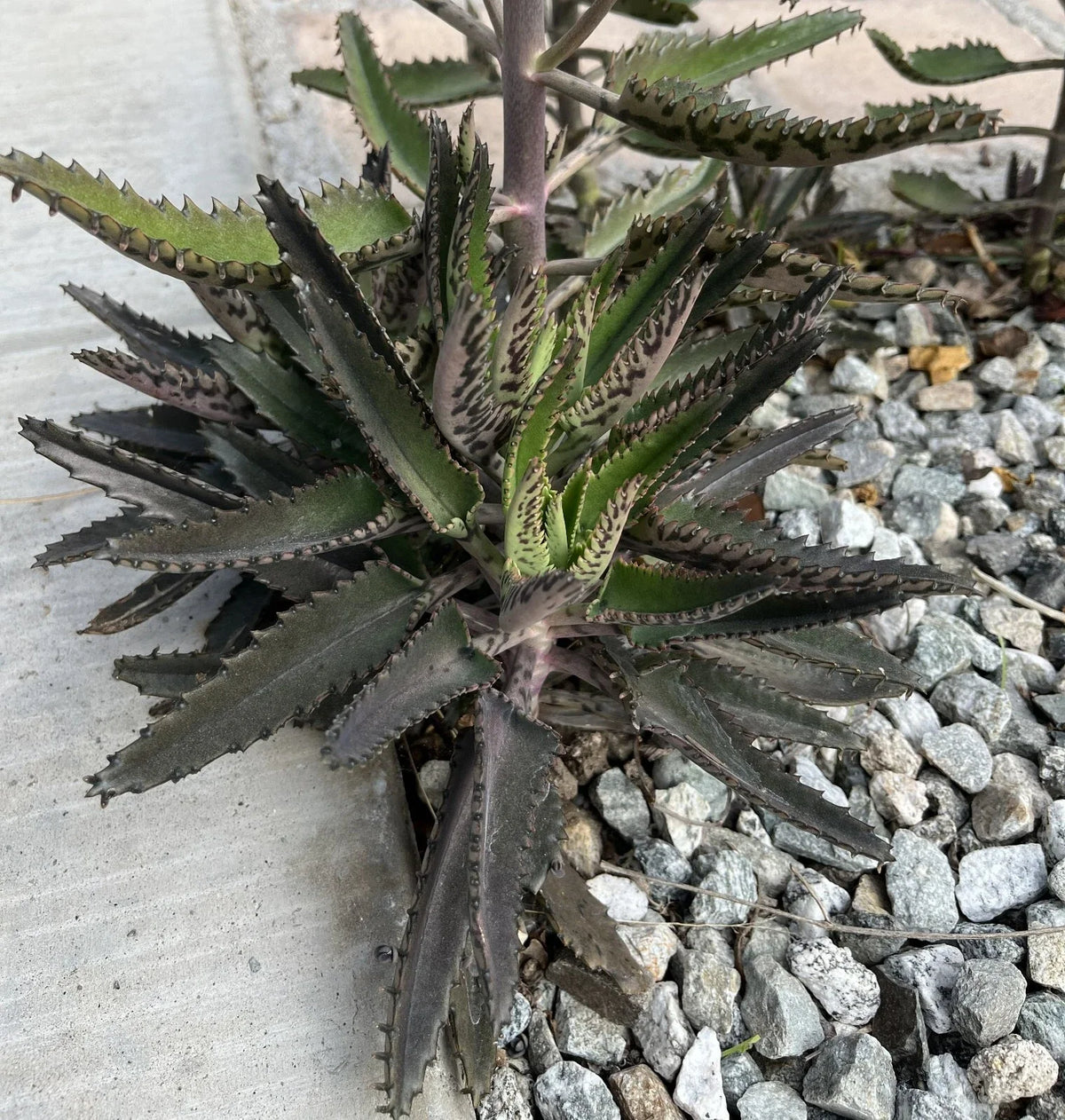 Mature Mother of Thousands Plant - Kalanchoe daigremontiana - Fully Rooted Live Succulent - Unique Indoor/Outdoor Cactus