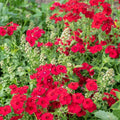 Coccinea Phlox Seeds - 100+ Pack - Vibrant Garden Flowers - Phlox coccinea - USA Grown, Free Shipping