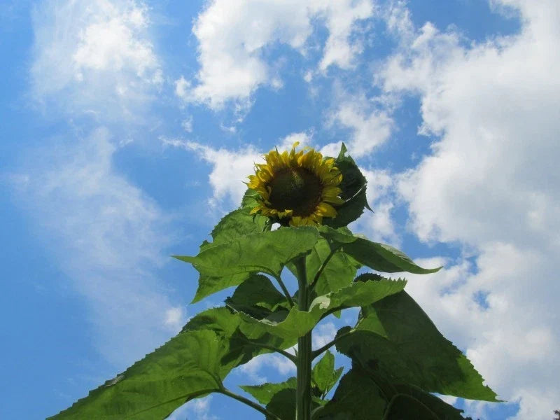 Skyscraper Sunflower Seeds - 50+ Fresh Seeds - Helianthus annuus - Ideal for Home Gardens and Pollinator Attractors