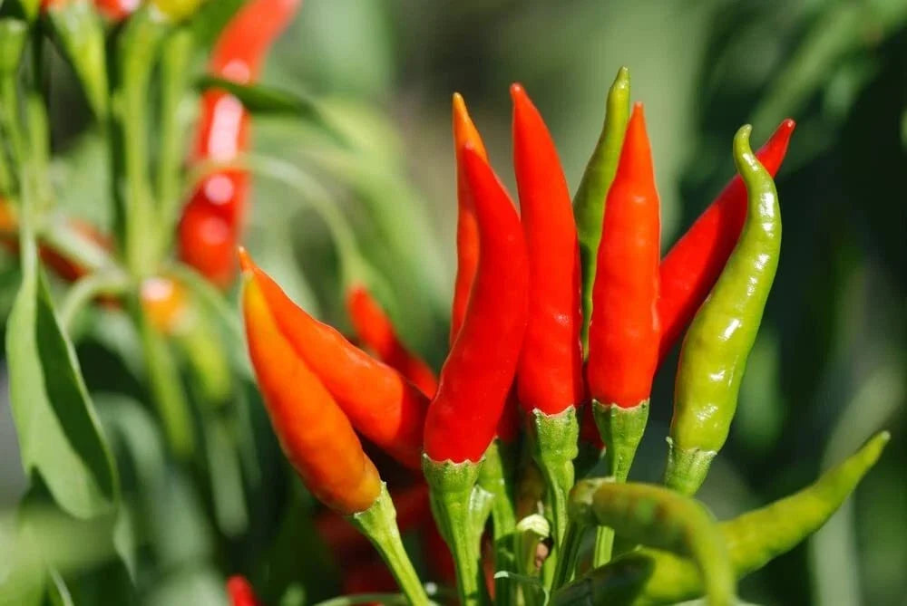Tabasco Hot Pepper Seeds for Planting - Capsicum frutescens - Non-GMO, Heirloom, Spicy Variety