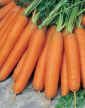 Scarlet Nantes Carrot Seeds - 200 Count Packet - Coreless, Plump, Fine Flavor - Daucus carota