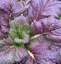 Osaka Purple Mustard Seeds 300+ Heirloom Asian Culinary Vegetable Brassica juncea - Free Shipping