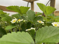 10 June Bearing Strawberry Plants - Bare Root - Fragaria x ananassa - Perfect for Outdoor Gardening, Spring 2025