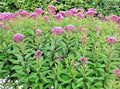 Joe Pye Weed Seeds - 200+ Count - Native Wildflower - Vanilla Bloom - Perfect for Summer Gardens - Eupatorium purpureum