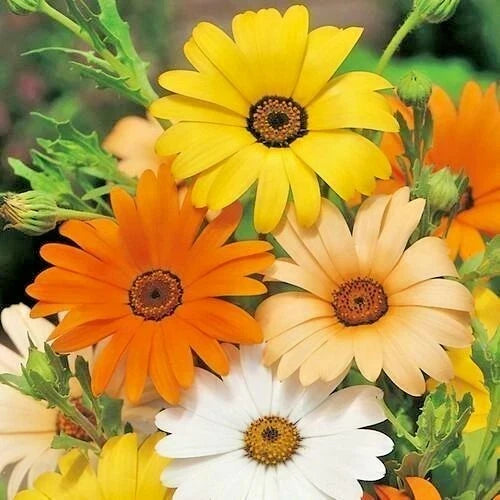 African Daisy Seeds Mix - 201 Count - White, Orange, Yellow, Apricot - Drought Tolerant Annual (Dimorphotheca)