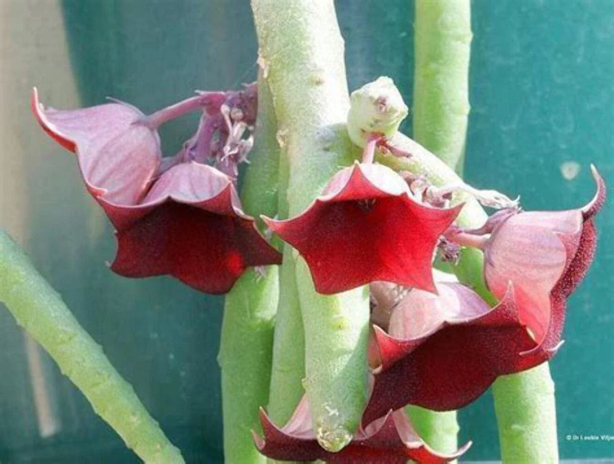 Huernia Pendula Plant - 3.5" Pot - Bootlace Huernia - Fully Rooted - Blooming Size - Unique Succulent