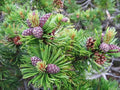 Dwarf Mugo Pine Tree Seeds, 30 Pack, Pinus mugo pumilio, Compact Evergreen, Ideal for Landscaping and Gardens