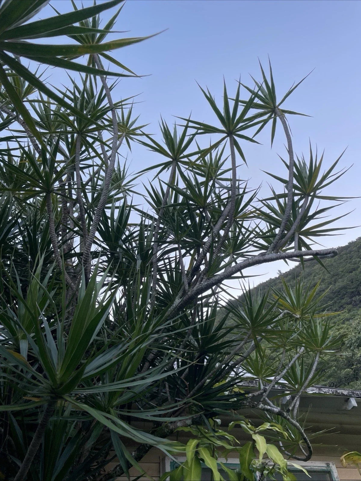 25 Wholesale Dragon Tree Cuttings - Dracaena Marginata - Money Tree Bonsai - Indoor Plant Cuttings