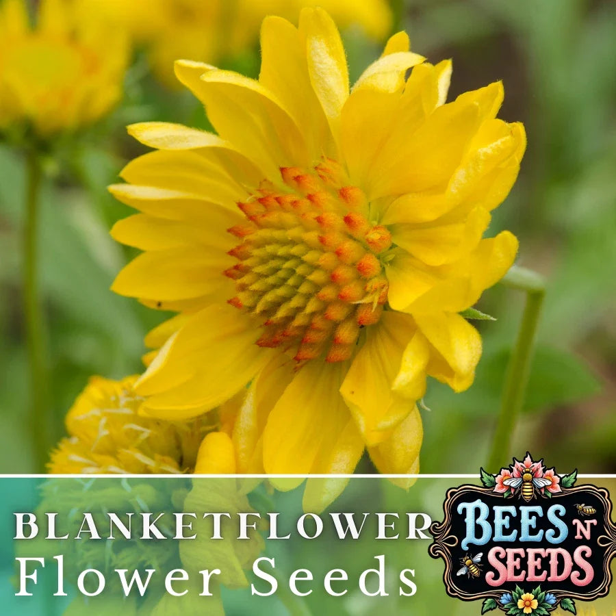 Golden Joy Blanket Flower Seeds - 200 Non-GMO Flower Seeds - Gaillardia aristata, Colorful Perennial Garden Plant