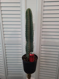 XXL Peruvian Apple Cactus 41" Pot Size, 34" Green Stem, Cereus peruvianus