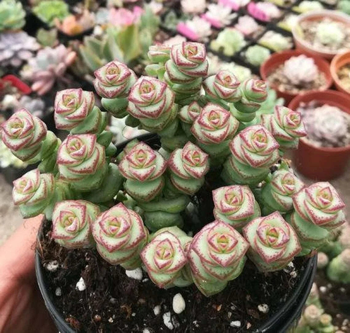 Live Succulent Plant 2" Crassula cv. 'Jade Necklace' Rare Succulent in Pot