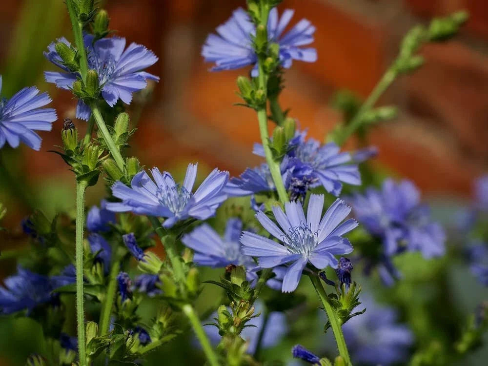 Chickroy Wildflower Seeds for Planting - 2,000 Seeds - Colorful Mix - Native Wildflower Blend