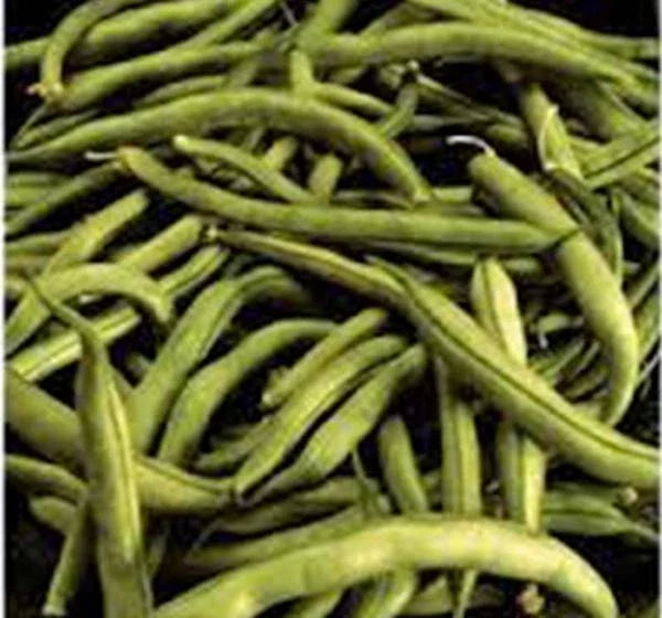 Heirloom Bean Seeds, Commodore Bush, 500+ Non-GMO Green Bean Seeds, Organic Variety for Home Gardening