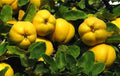 Honey Quince Cuttings for Rooting - 5 Fresh Plant Propagation Cuttings (Cydonia oblonga)