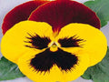Pansy Seeds - 50 Count - Massive Yellow Tricolor - Viola tricolor