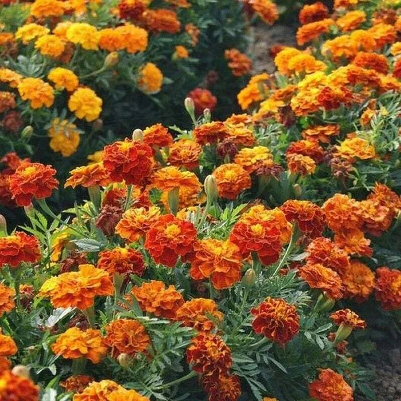 French Marigold Seeds SPARKY MIX Red Orange Yellow Dwarf Non-GMO 300 Seeds - Tagetes patula