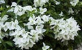 Bougainvillea Starter Plant - Ms. Alice Variety - Well Rooted Bare Root Plant - Ideal for Gardens and Landscaping