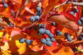 Black Tupelo Gum Tree Seeds - Edible Fruits Plant Seed - Nyssa sylvatica - Size 10-100