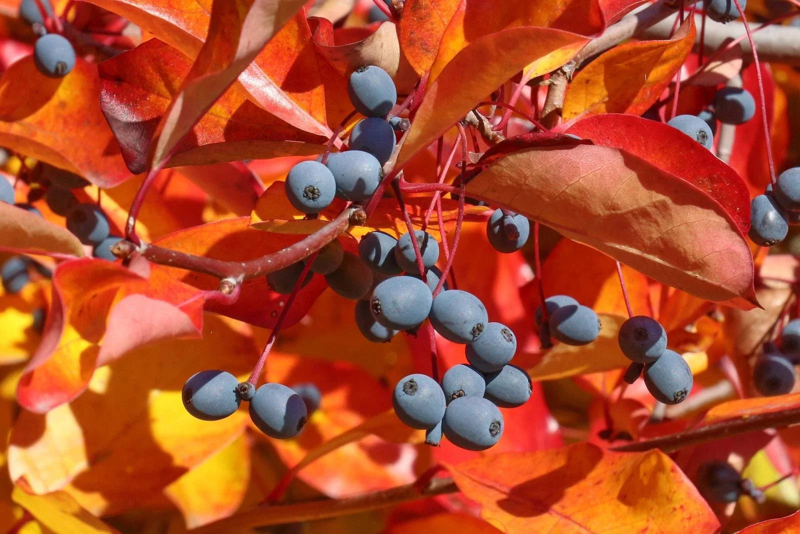 Black Tupelo Gum Tree Seeds - Edible Fruits Plant Seed - Nyssa sylvatica - Size 10-100