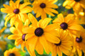Black Eyed Susan Seeds - Heirloom Non-GMO Perennial Flower - Rudbeckia
