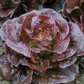 Romaine Cimarron Lettuce Seeds 600+ Heirloom Red Vegetable Garden Seeds - Non-GMO, Organic, Easy to Grow
