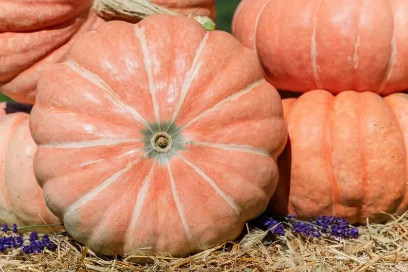 Organic Summer Sky Pumpkin Seeds - 10 Pack - USA Grown, Heirloom Quality, Non-GMO