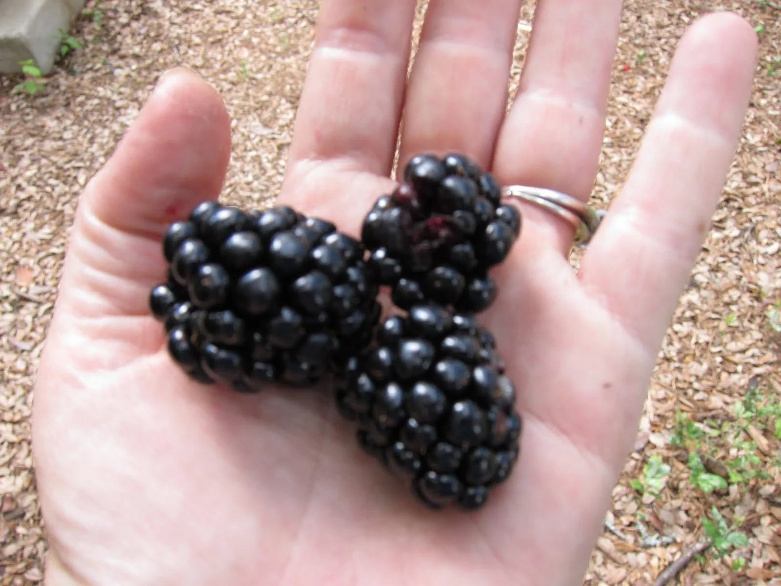 Giant Blackberry Seeds - 315 Count - Medicinal Antioxidant Fiber - Rubus fruticosus 'Triple Crown'