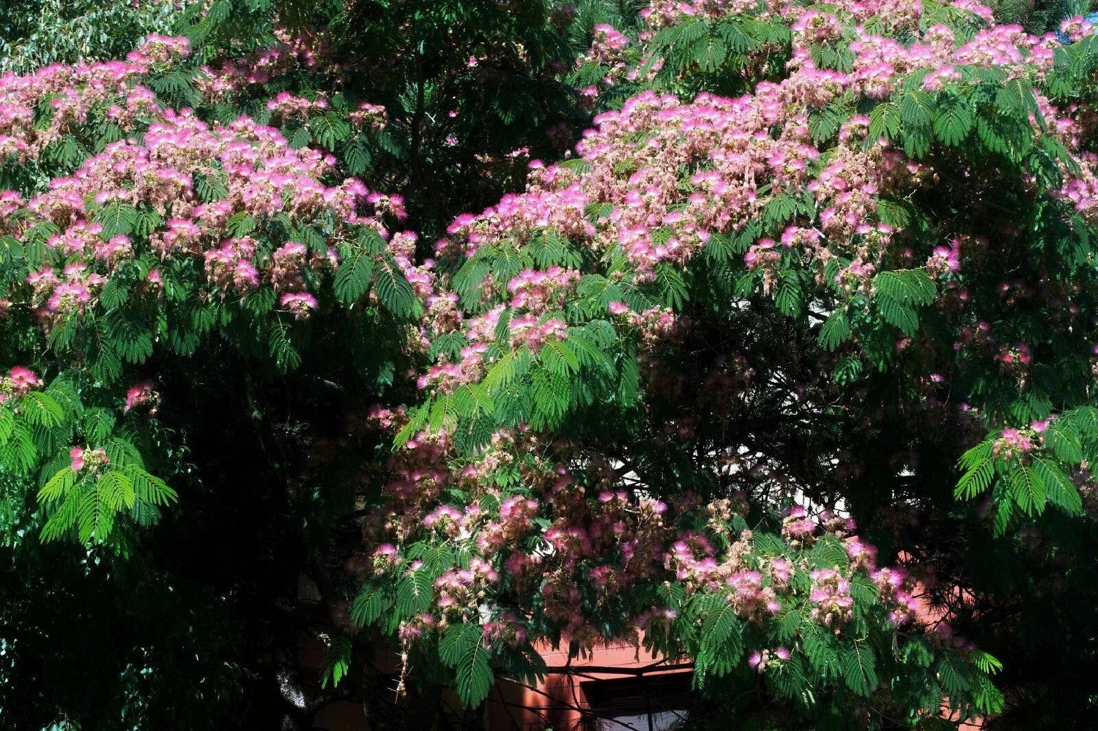 Silk Tree Seeds | 30 Pre-Stratified Exotic Ornamental Seeds | Albizia julibrissin