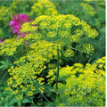 Dill Herb Bouquet | 50+ Heirloom Non-GMO Organic | Anethum graveolens | USA