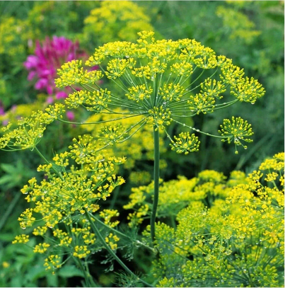 Dill Herb Bouquet | 50+ Heirloom Non-GMO Organic | Anethum graveolens | USA