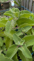 Cuban Oregano Cuttings - 3 Unrooted Ajwain Karpooravalli - Plectranthus Amboinicus - Fresh Herb for Cooking