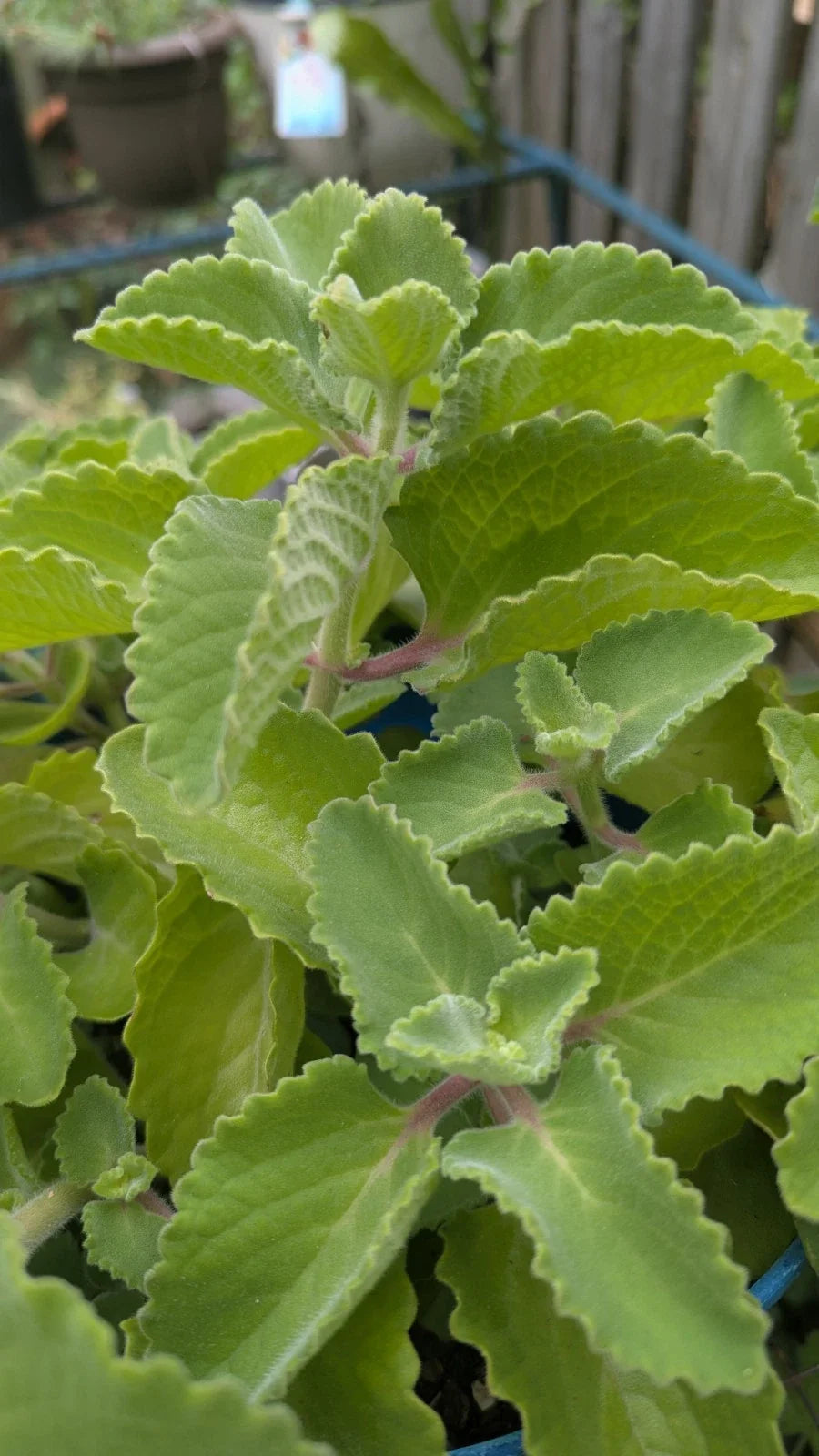 Cuban Oregano Cuttings - 3 Unrooted Ajwain Karpooravalli - Plectranthus Amboinicus - Fresh Herb for Cooking