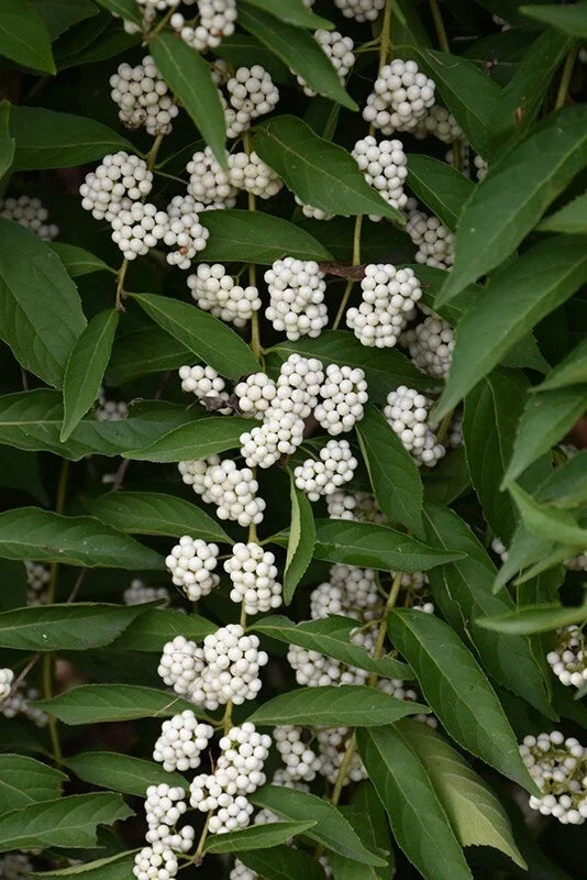 White American Beautyberry Cuttings | Callicarpa americana lactea | 3 Premium Cuttings for Planting